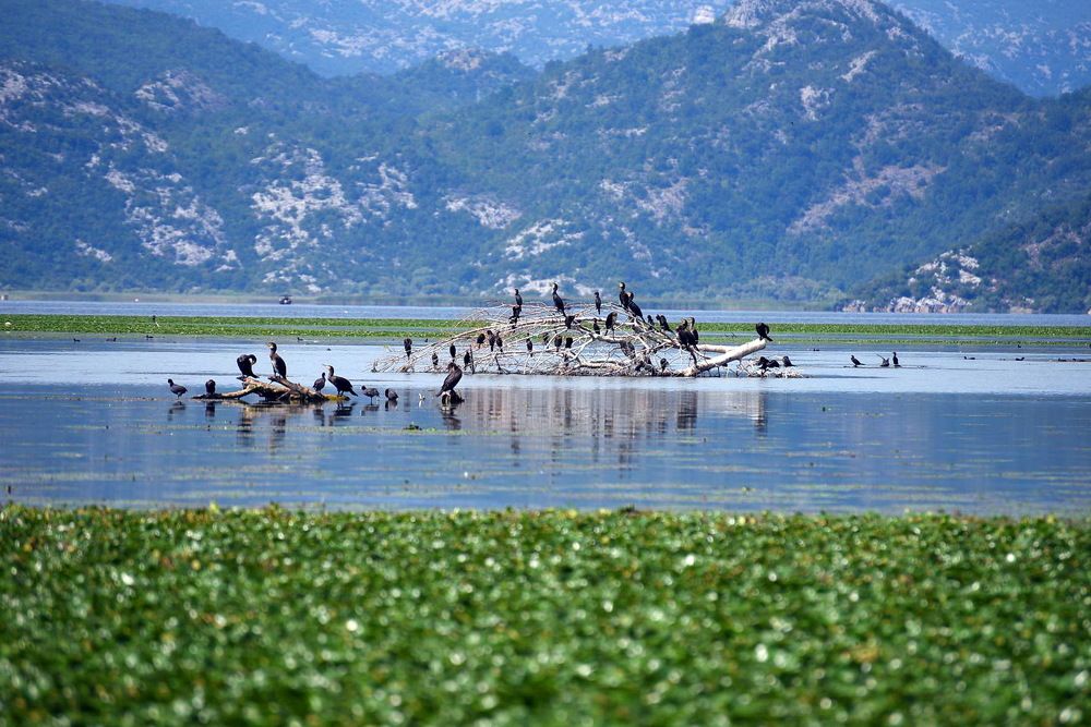 Skadarsko jezero