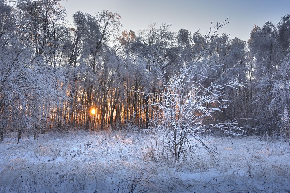 Вечер в зимнем лесу.