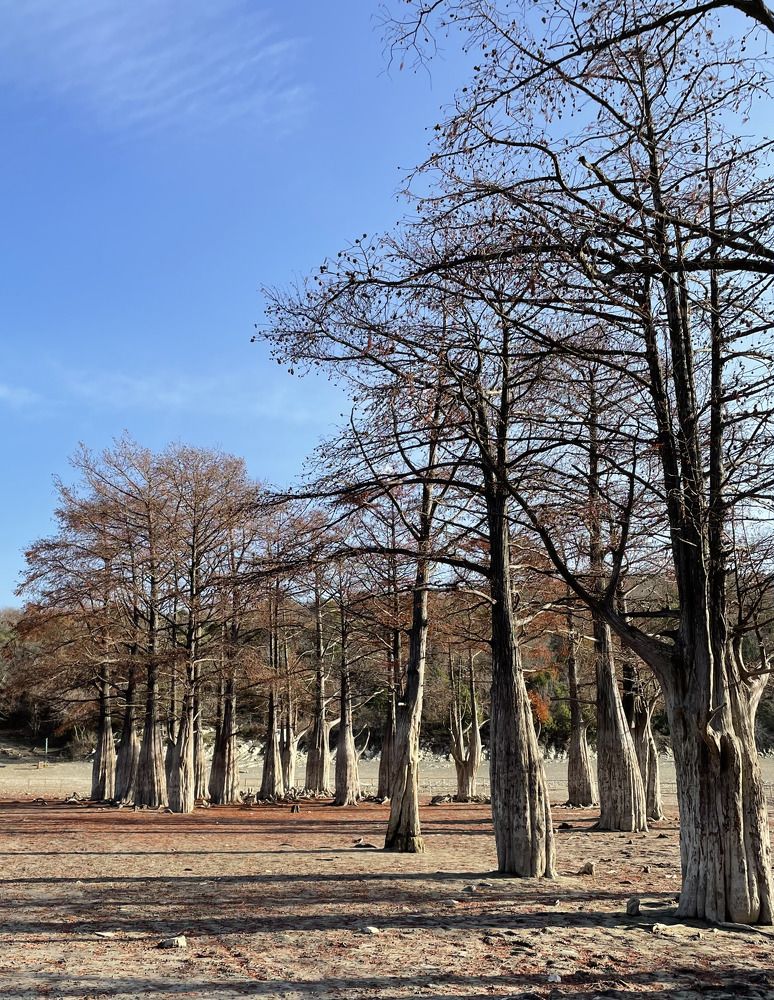 Болотные кипарисы