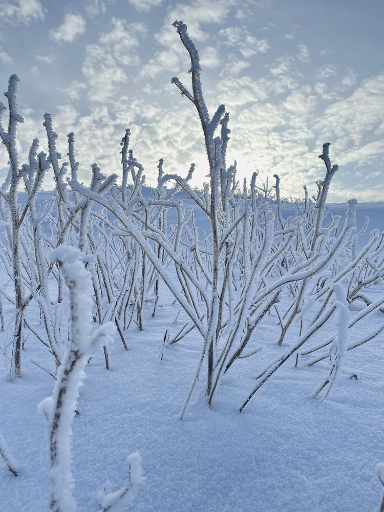 Photograph by Елена Секрет