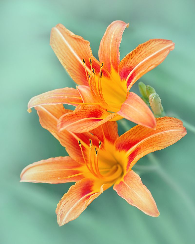 Photograph by PAPKIAURI TORNIKE