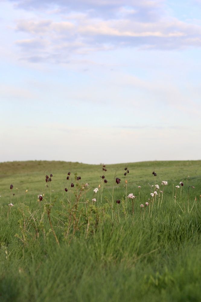 Photograph by Елена Секрет