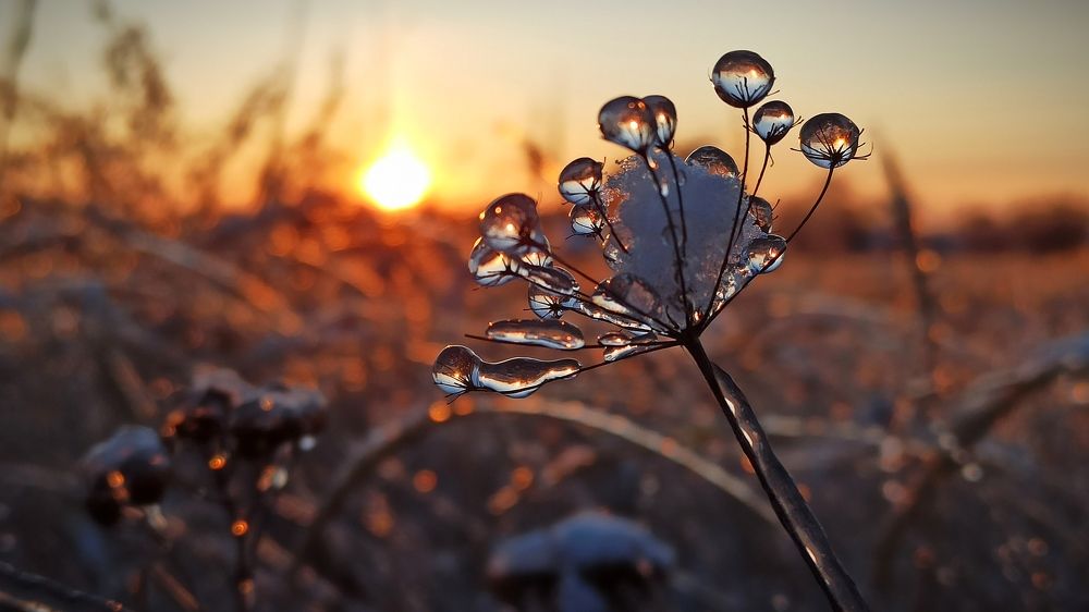 Зимние цветы