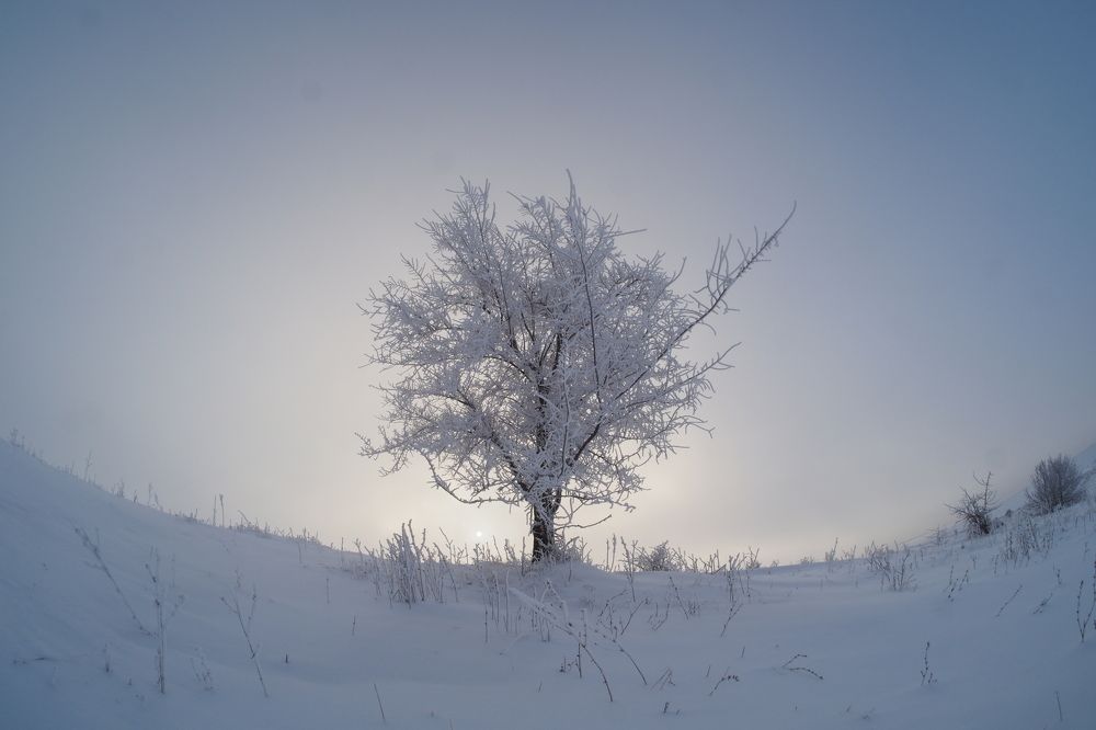 Древо жизни