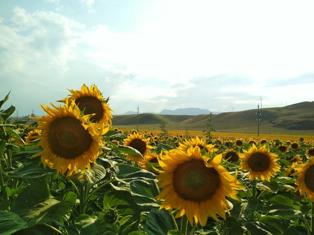 Photograph by Дарья Кирина