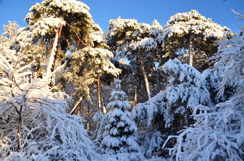 Photograph by Galina Baranovskaja