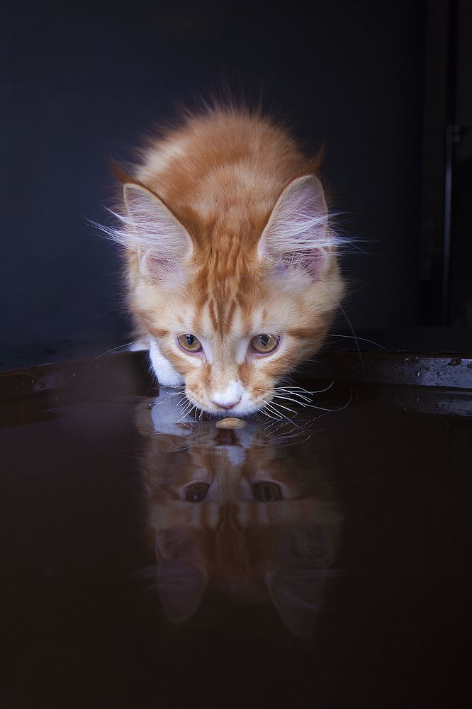 Photograph by Ирина Мамонова