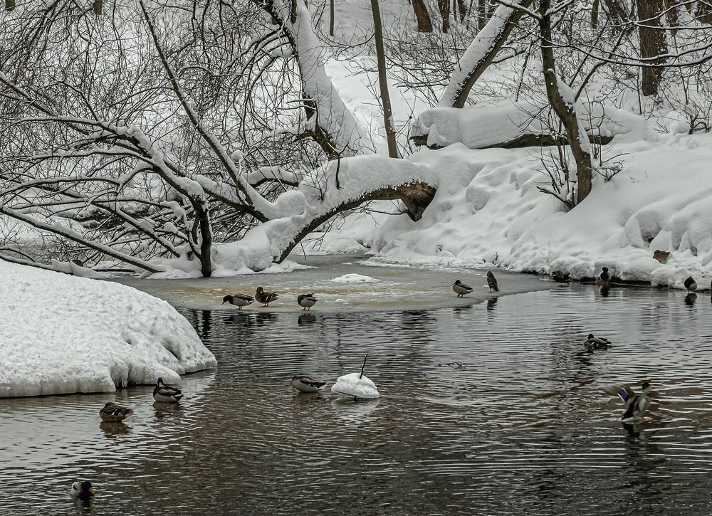 Photograph by Vladimir  Komarov