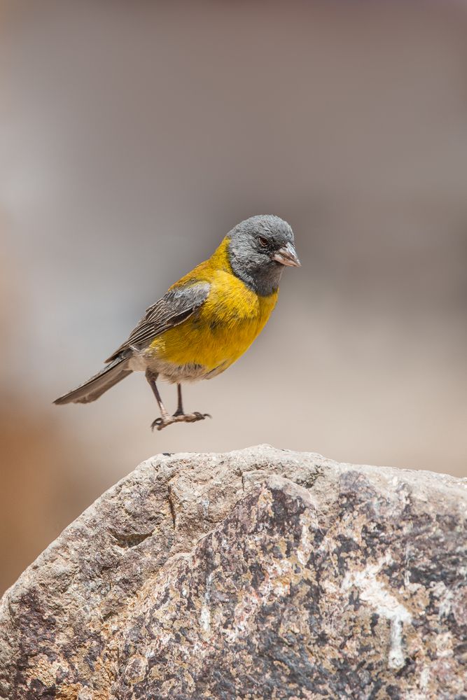 Photograph by Monica Molina