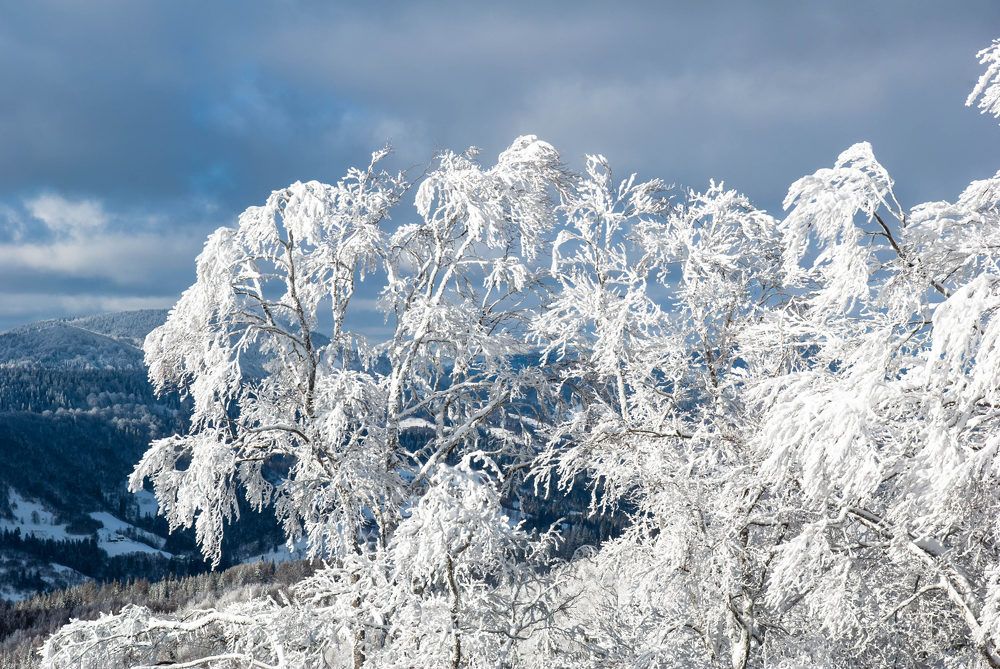 Photograph by Диана Бородзе