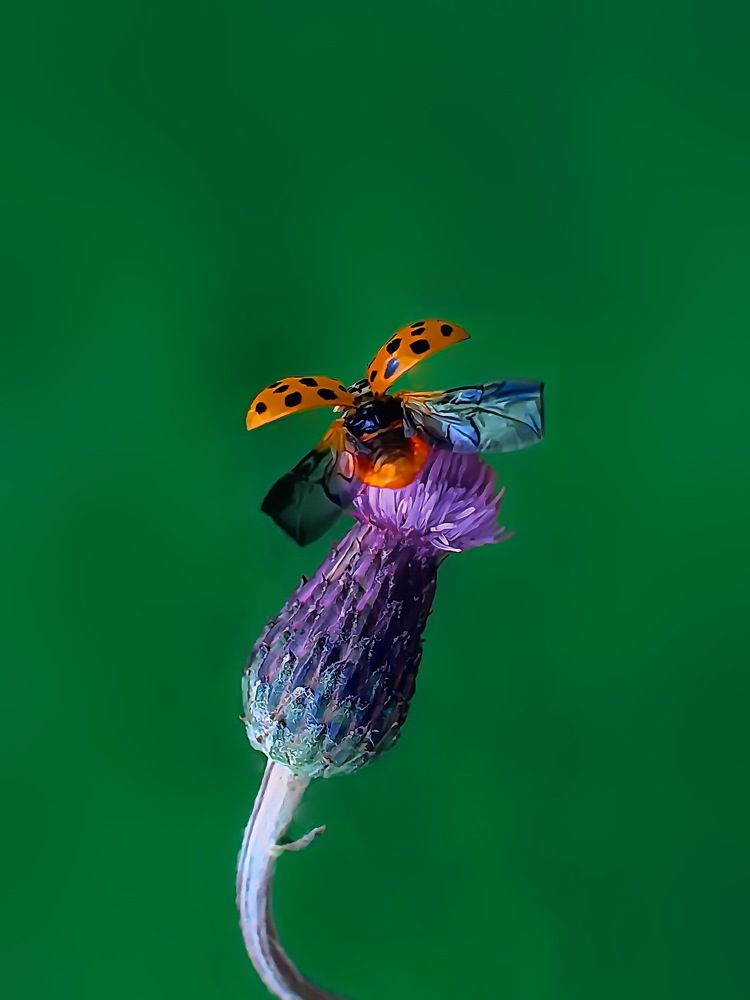 Photograph by Игорь Чеботарёв