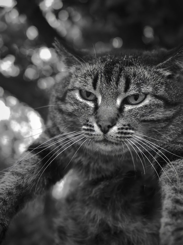 Photograph by Суковач Роман