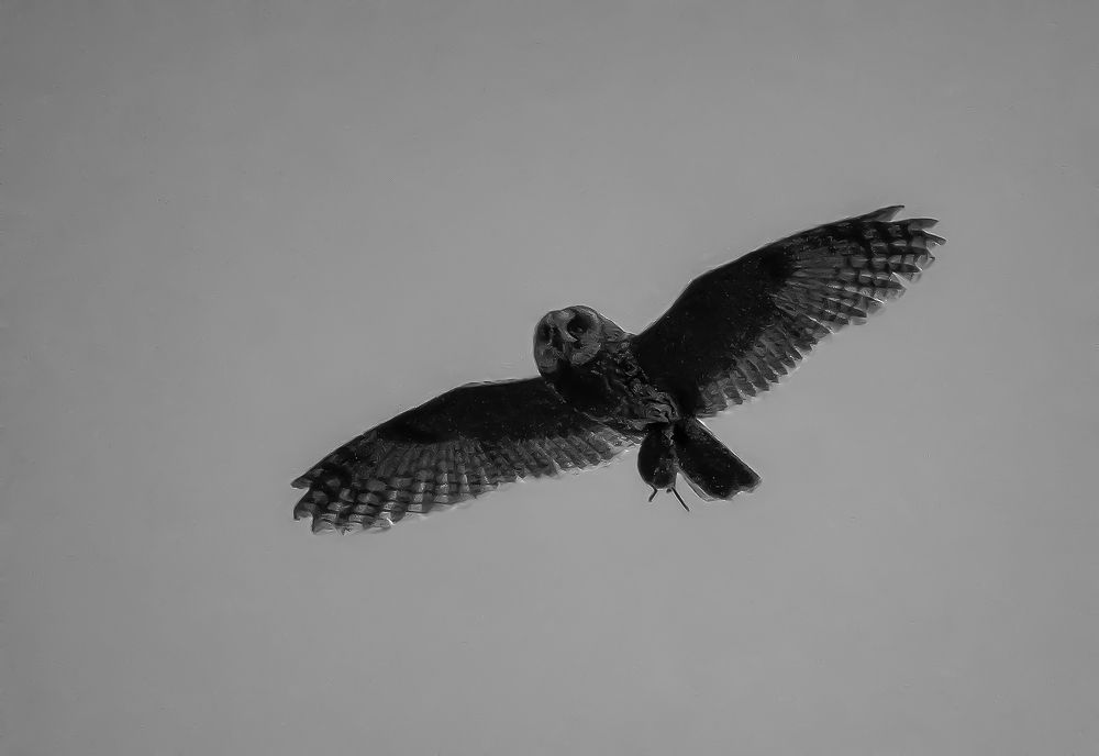 Сова несет мышь