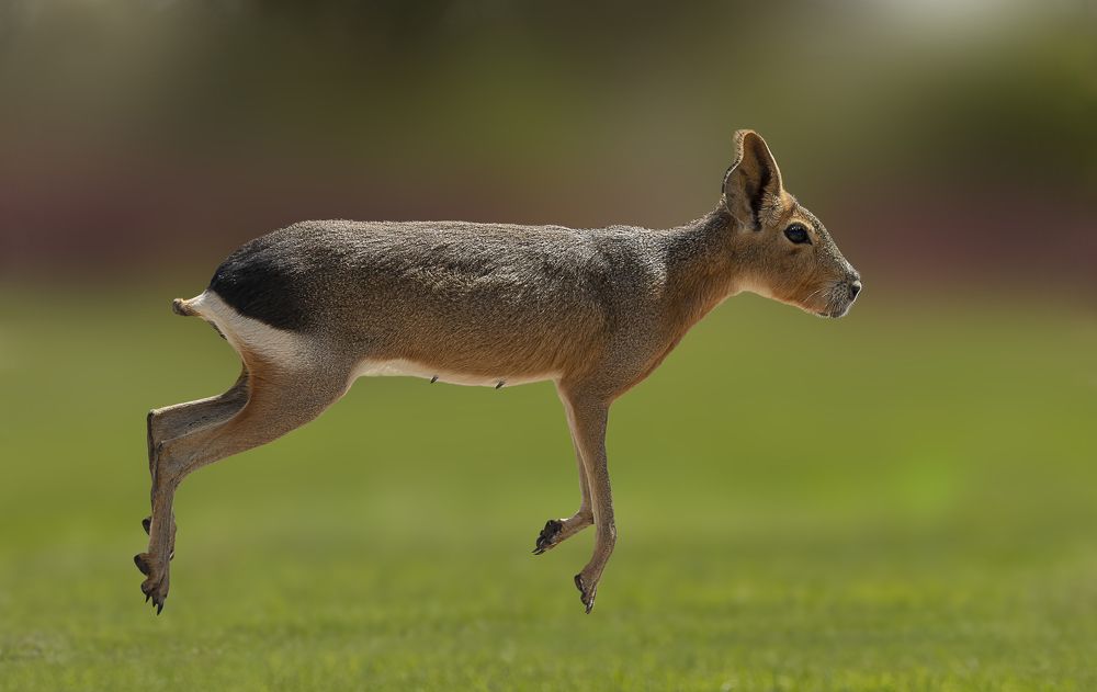 Фотография автора MOHAMED ISMAIL