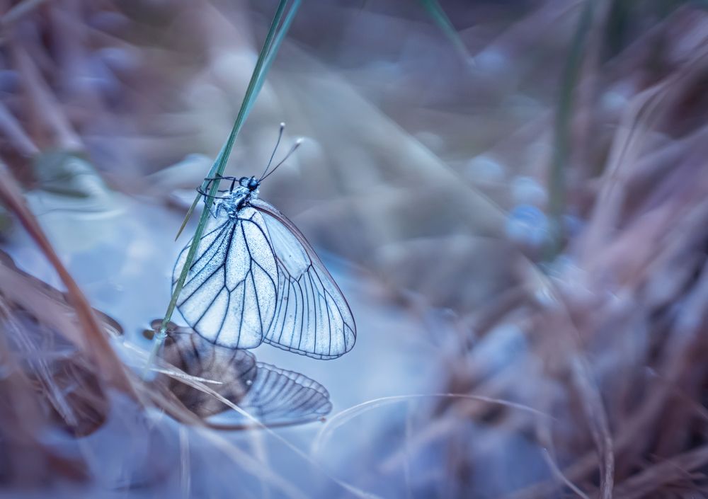 Photograph by Ольга Мусиенко