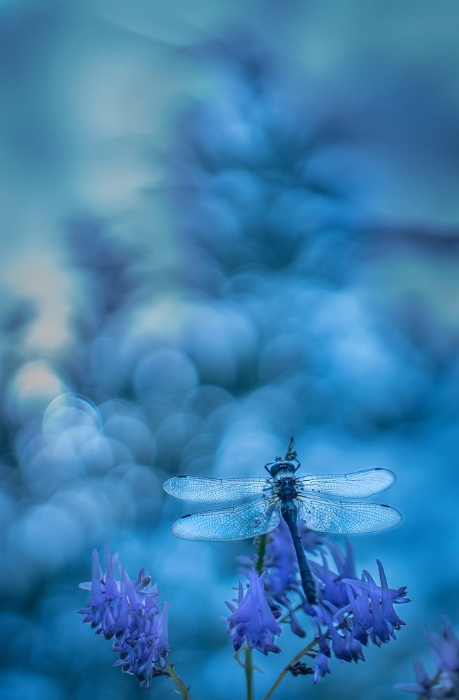 Photograph by Ольга Мусиенко