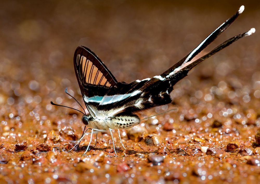 Фотография автора Tran Tuan