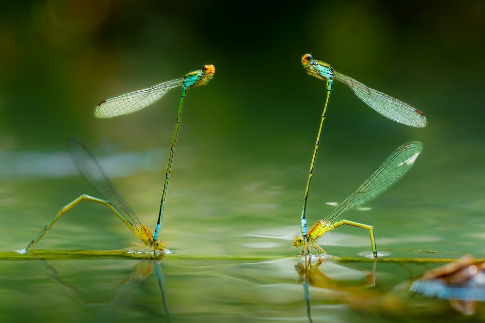 Фотография автора Tran Tuan