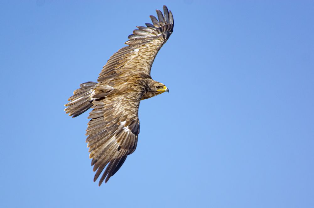 Степной орёл