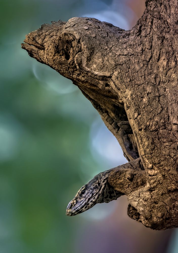 Photograph by Zayed Sanim