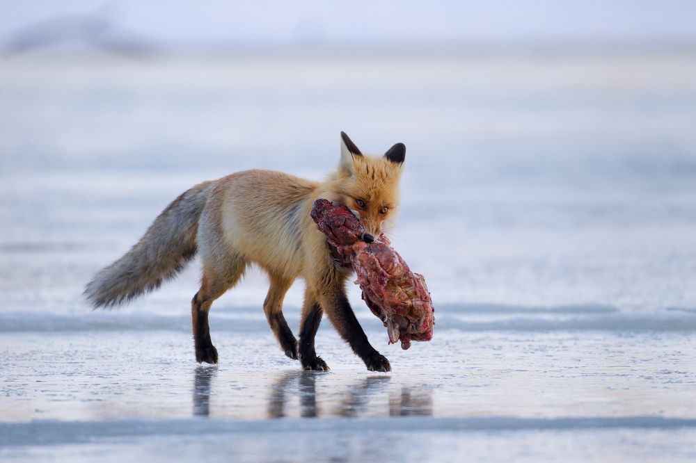 Photograph by Vyacheslav Lozhkin