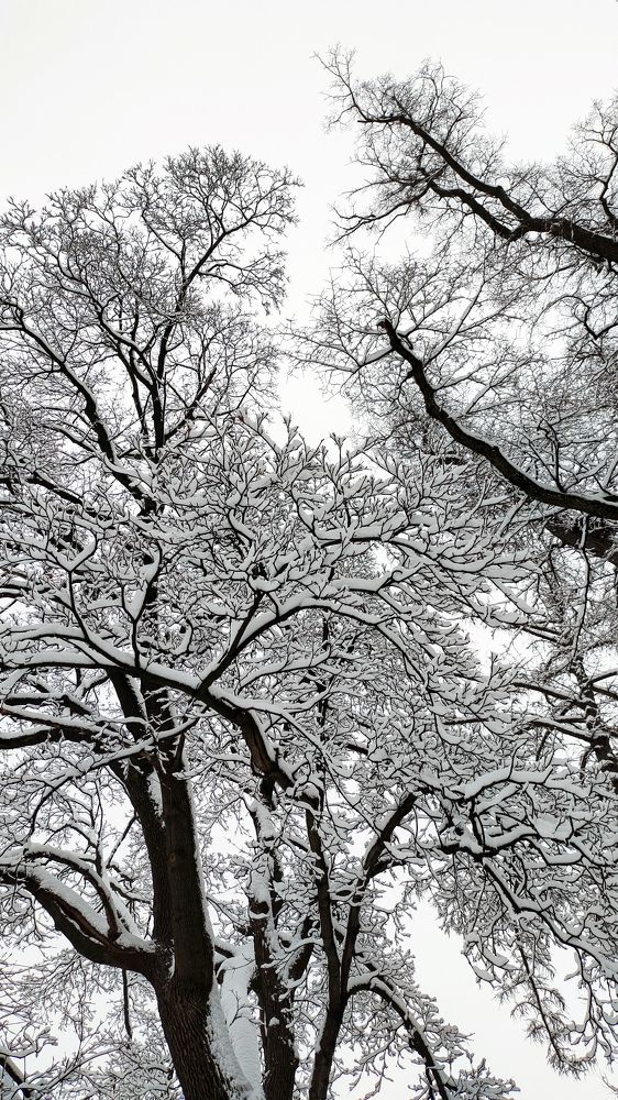 Зимняя шубка