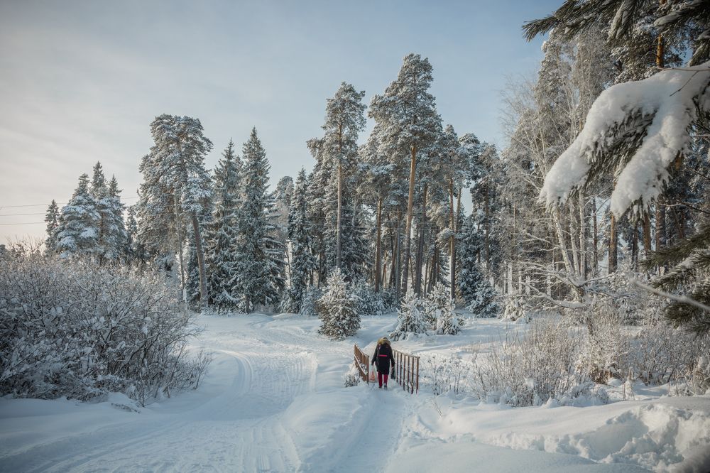 Через волшебный лес