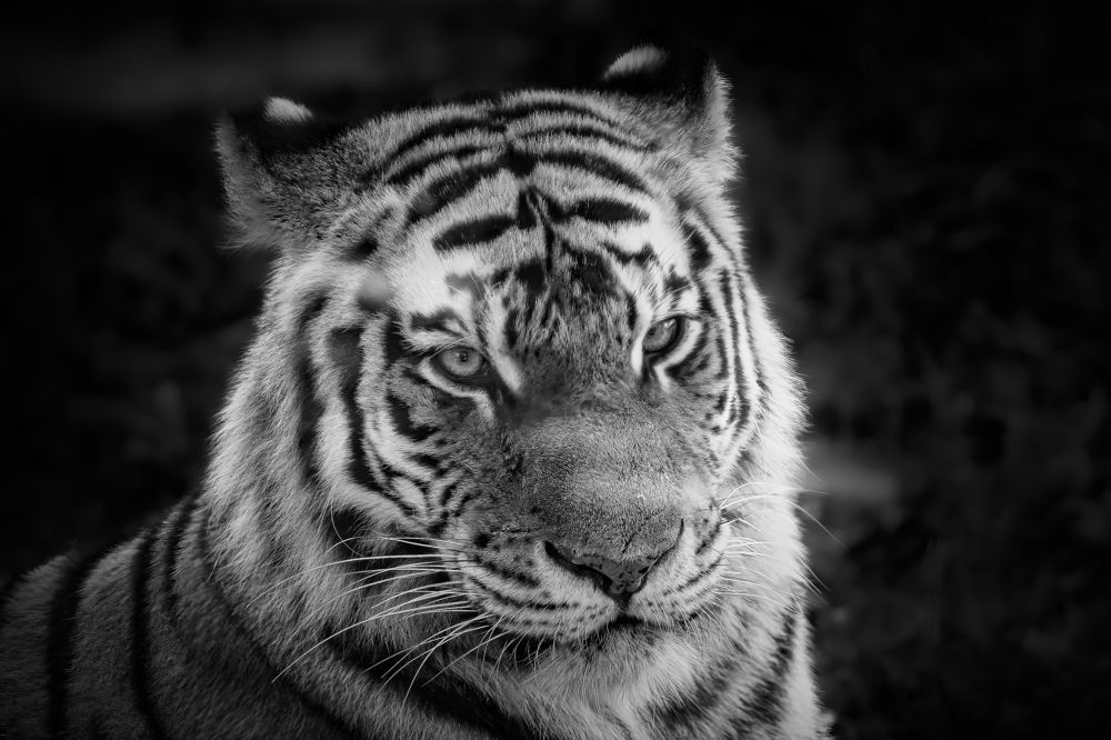 Photograph by Nora Skerlecz