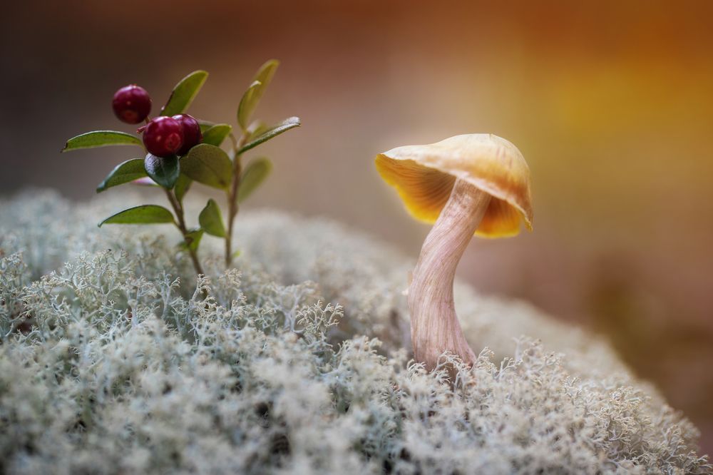 Photograph by Сергей Романченко