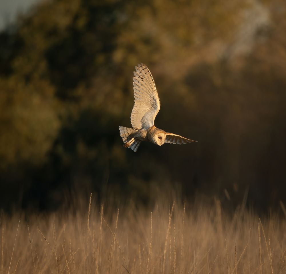 Barn owl hunts