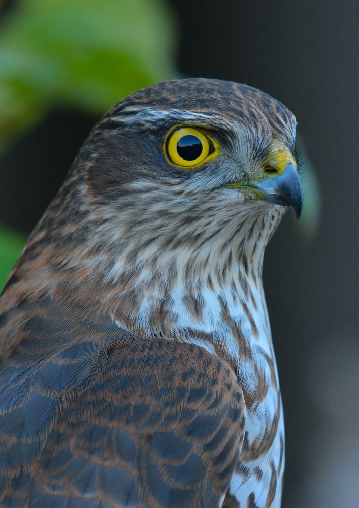 Photograph by Енушевский Георгий