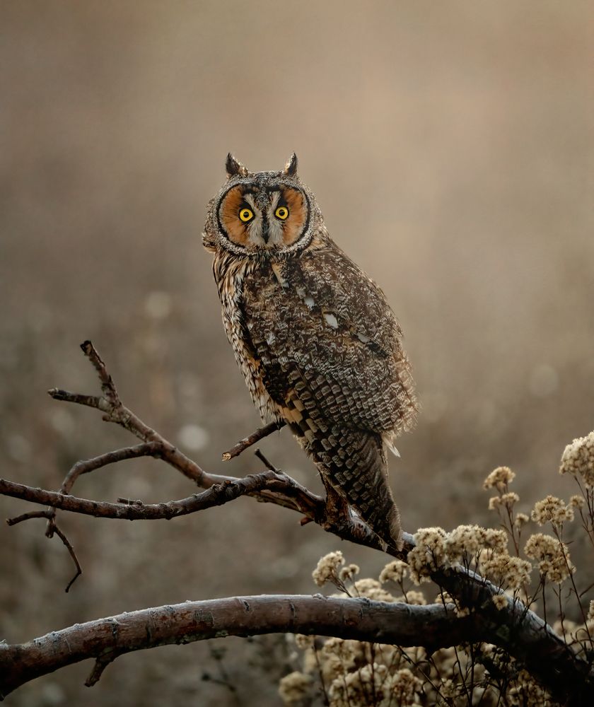 A Long Eared Owl