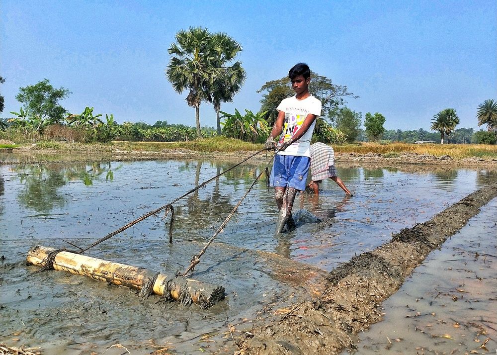 hard work to ready the paddy field