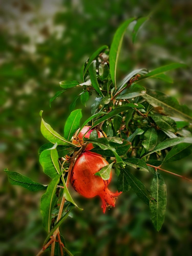 Photograph by shima yousef zade