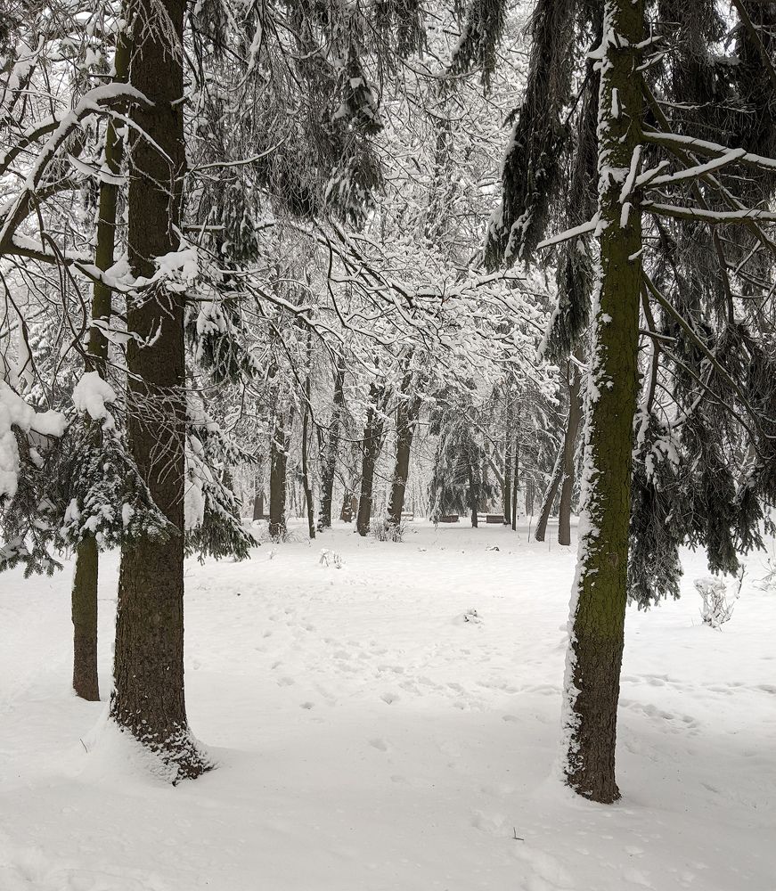 В зимнем парке