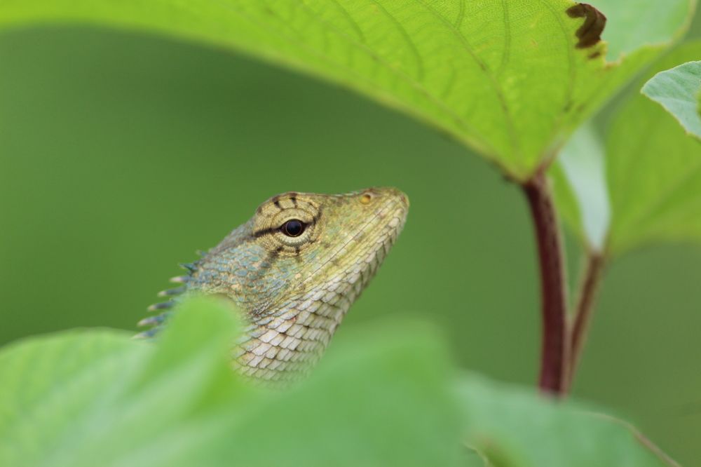 Фотография автора Swati Biswas Guha