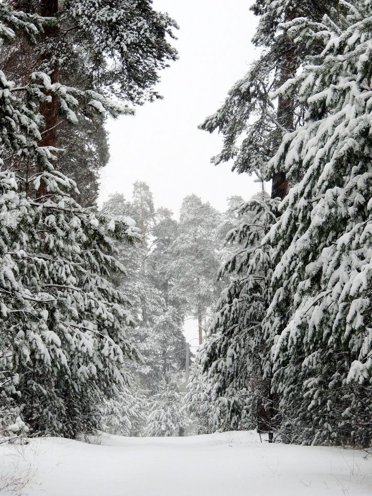 Photograph by Николай Николаевич Леухин