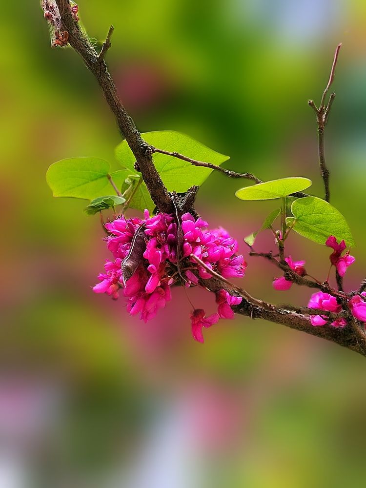 Photograph by shima yousef zade