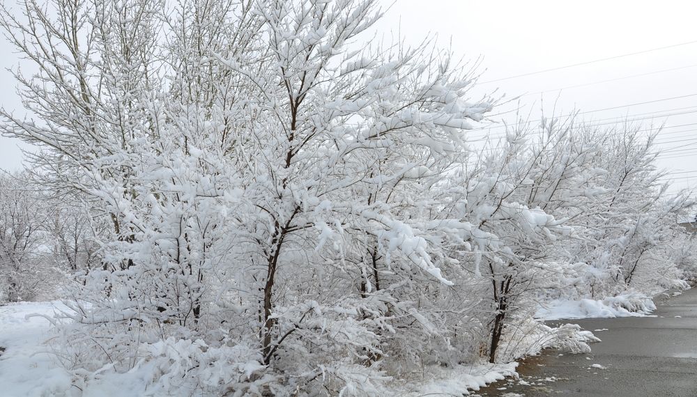 Снегопад в апреле.