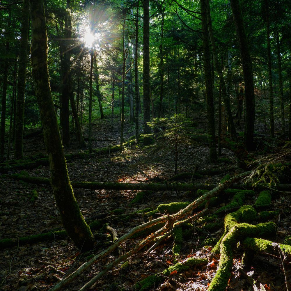 Photograph by Елена Шевченко