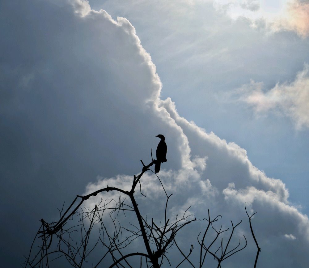 Photograph by Linara De Silva