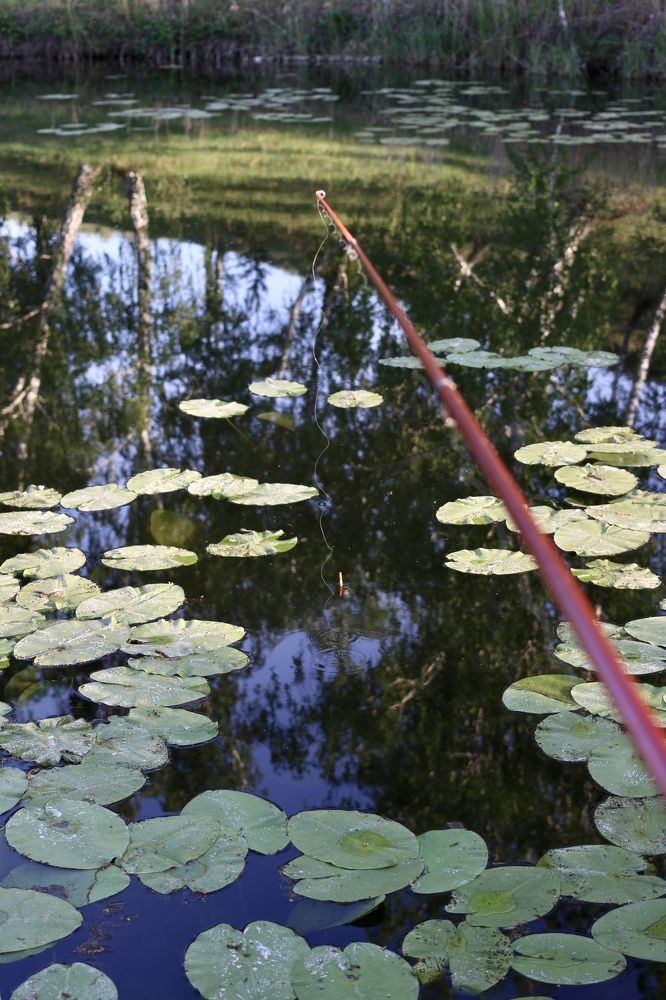 Photograph by Елена Секрет