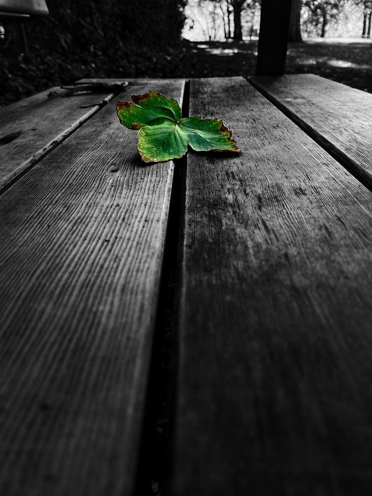 Photograph by Alexander Siemens