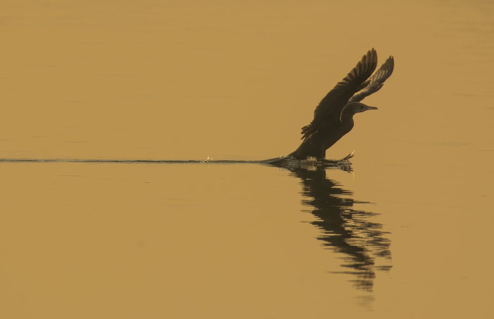 Photograph by Zayed Sanim