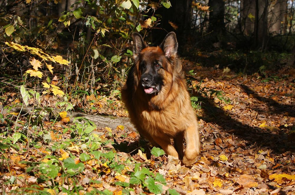 Фотография автора Надежда Лисицына