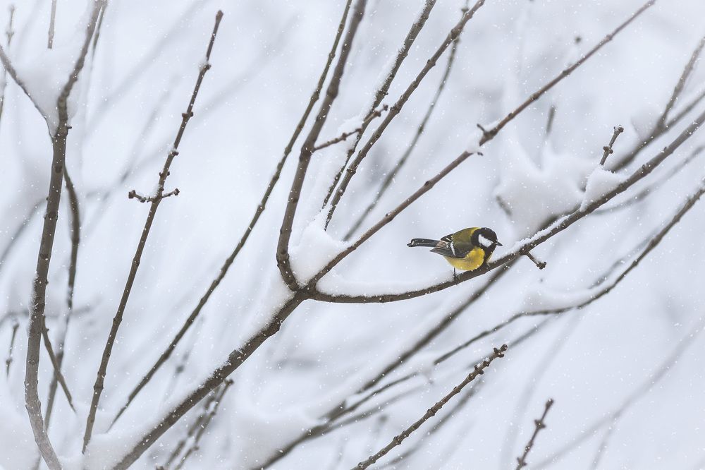 Photograph by Буданова Мария