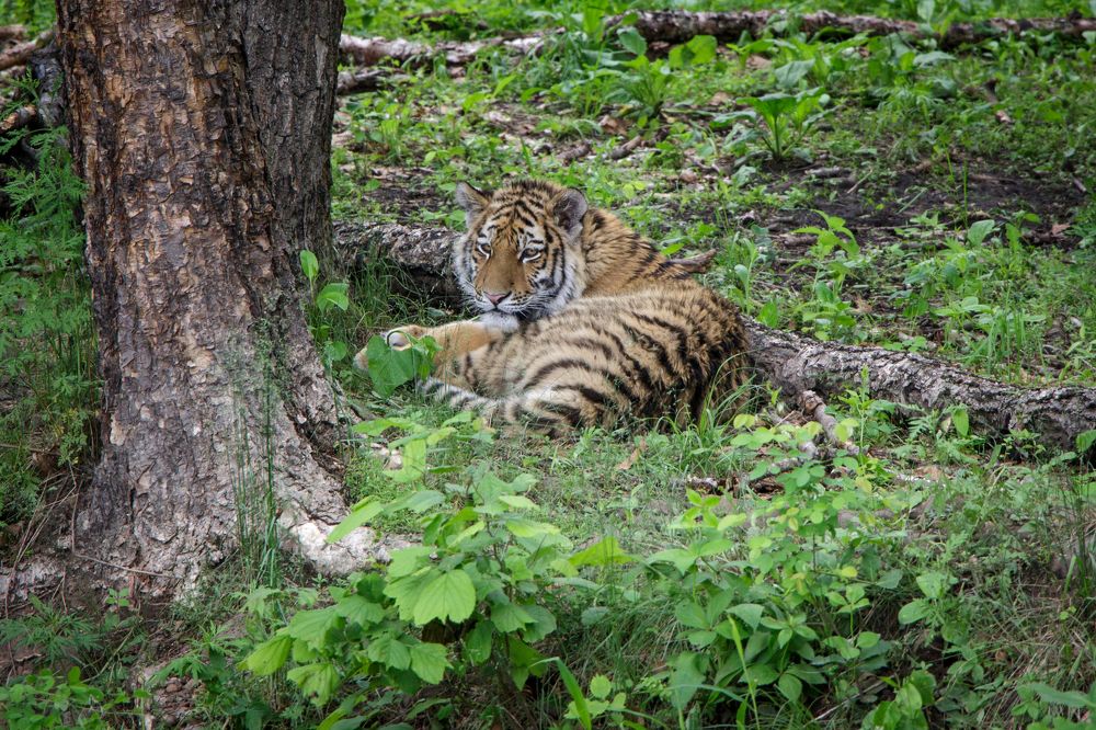 Photograph by Елена Кондратьева