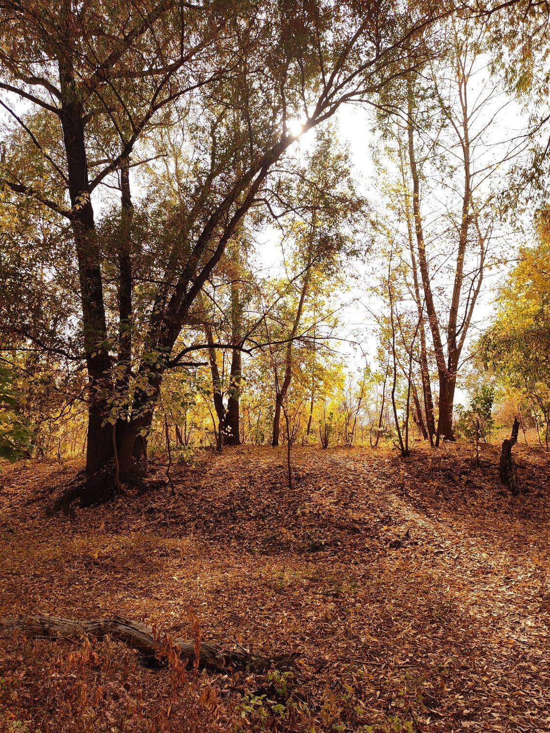 Photo #8500299