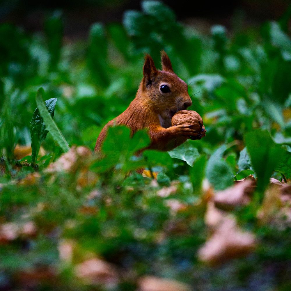 Photograph by Николай Сапожников