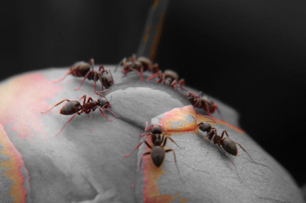 Photograph by Алексейчик Дмитрий